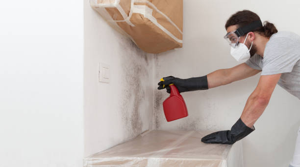 Professional Attic Mold Removal technician working in Little Silver, NJ